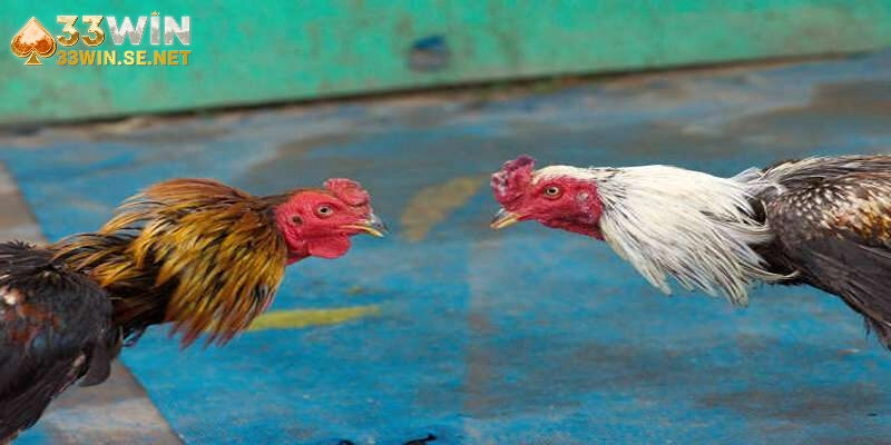 Tổng quan về đá gà c2 siêu hấp dẫn tại nhà cái